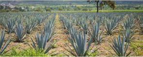 Tequila Route